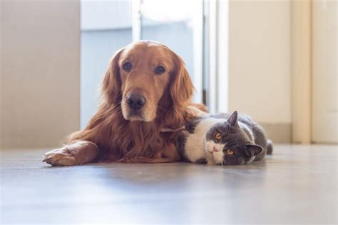 average cost for house sitting with pets|House Sitting 